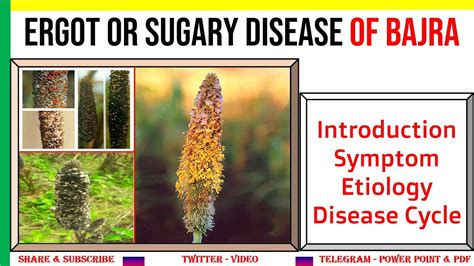 Ergot Of Bajra