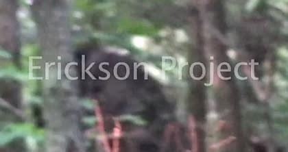 erickson project bigfoot footage of face