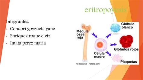 eritropoyesis-4