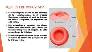 eritropoyesis-1