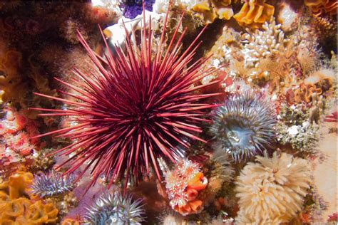 Erizo De Mar
