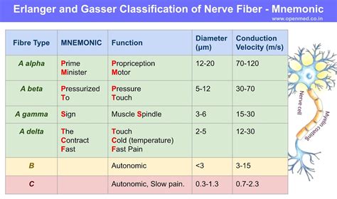 Erlanger Gasser Classification