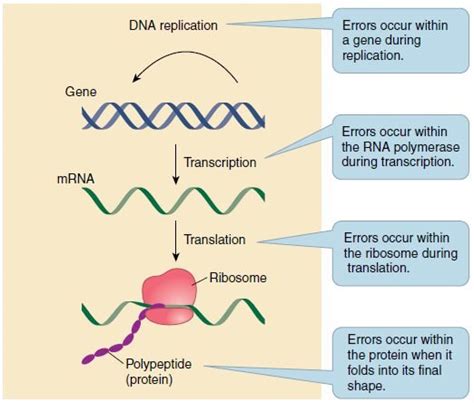 Errors In Dna Replication