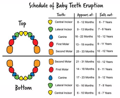 Eruption Sequence Of Primary Teeth