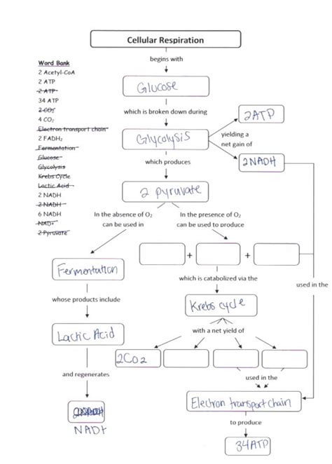 Full Download Escience Lab 8 Respiration Answer Key 