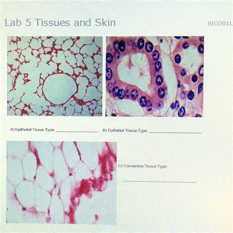 Read Escience Labs Answers Lab 5 Tissues And Skin 