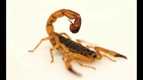 Escorpião Sobe Parede