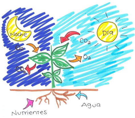 Esquema De La Fotosintesis