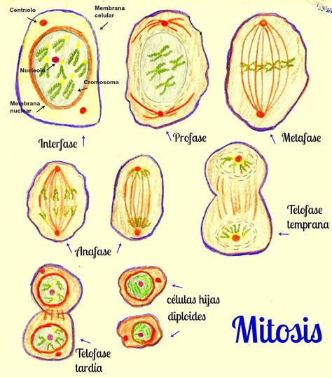 Esquema De La Mitosis