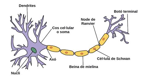 Esquema De La Neurona
