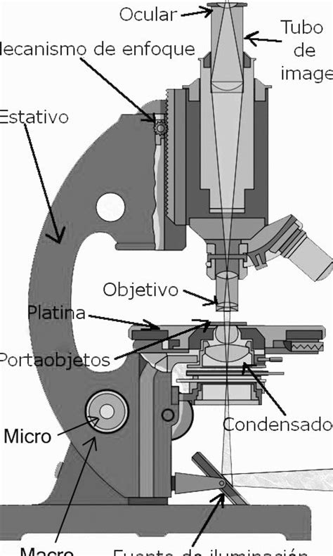 Esquema De Microscopio