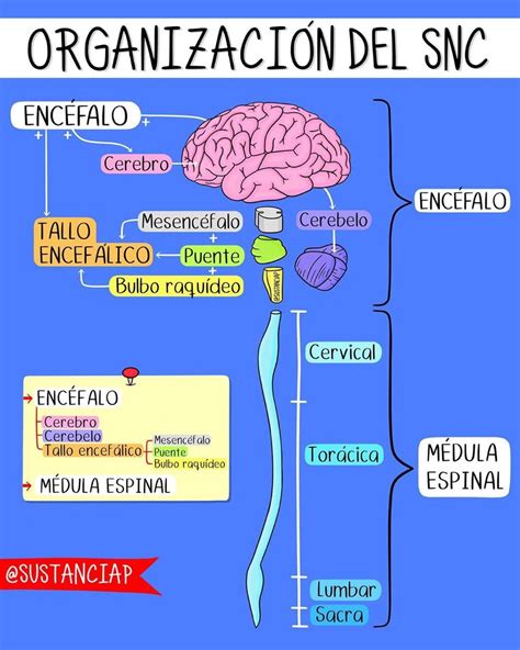 Esquema Del Snc