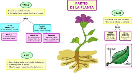 Esquemas de las plantas: Una guía completa para comprender la estructura y funciones