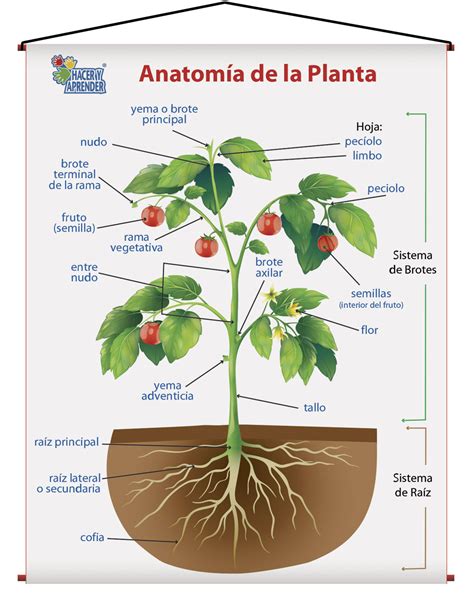 Esquemas y Diagramas de las Plantas - Guía Completa para Comprender Anatomía Vegetal