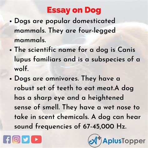 Essay On Dog For Kids 5 Simple Sentences About Dog - 5 Simple Sentences About Dog