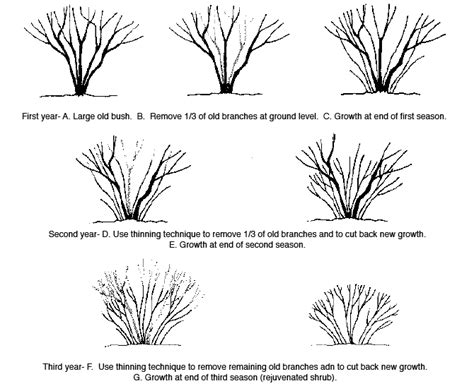 Essential Pruning Techniques Trees Shrubs And Con
