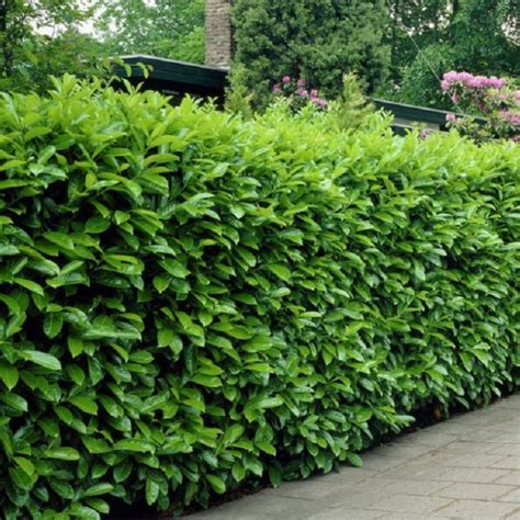 established laurel hedging