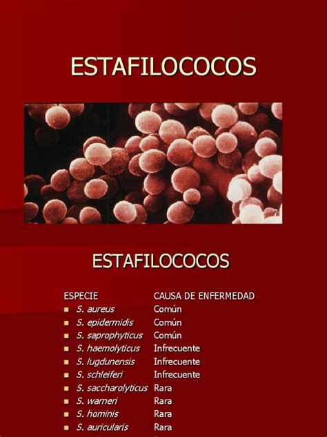 estafilococo-1