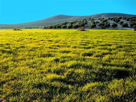 Estepa Y Pradera