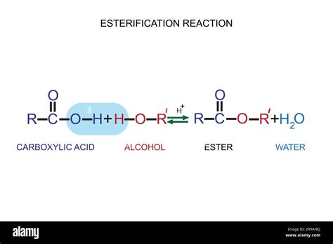 esterification experiment observations