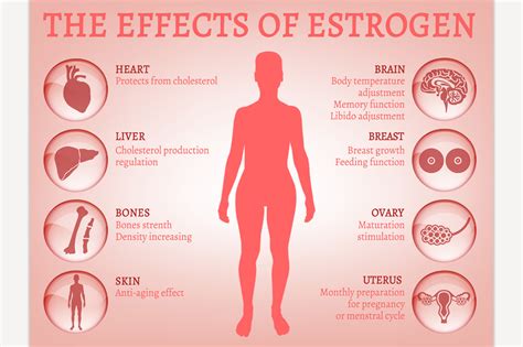 estrogen 中文: The Secret to Youthful Vitality and Optimal Health