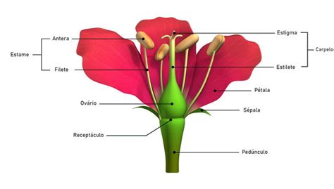 Estruturas Da Flor