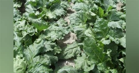 Ethanol From Sugar Beets Worcester Polytechnic Institute