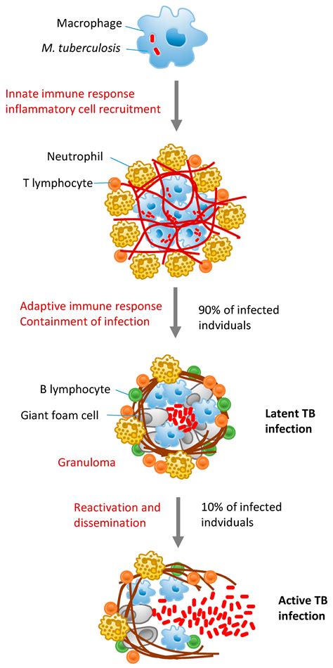 Etiology Of Tuberculosis
