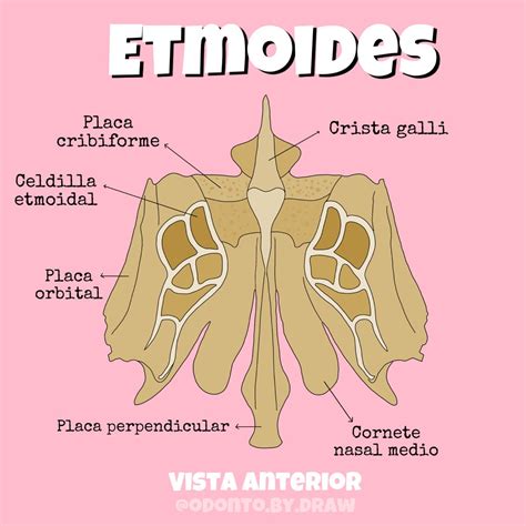 Etmoides Y Esfenoides