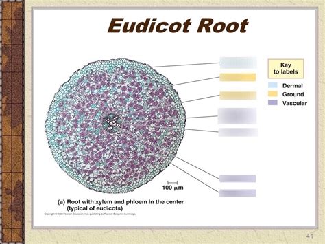 Eudicot Root