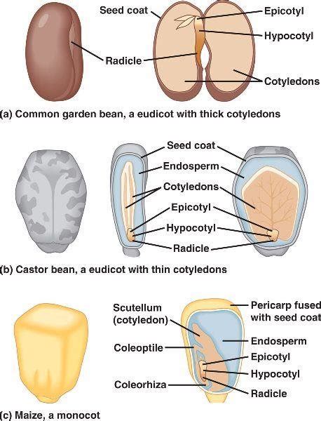 Eudicot Seed