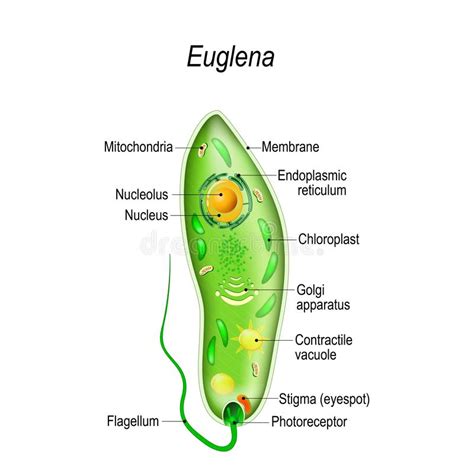 euglena-4