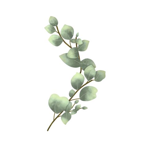eukalyptus png