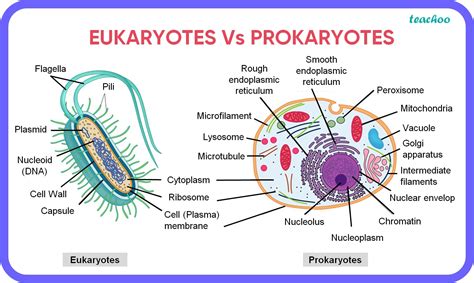 Eukaryotes Versus Prokaryotes
