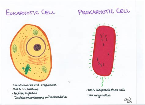 Eukaryotic And Prokaryotic Cell Comparison Lab Prokaryotic And Eukaryotic Cells Worksheet Answers - Prokaryotic And Eukaryotic Cells Worksheet Answers