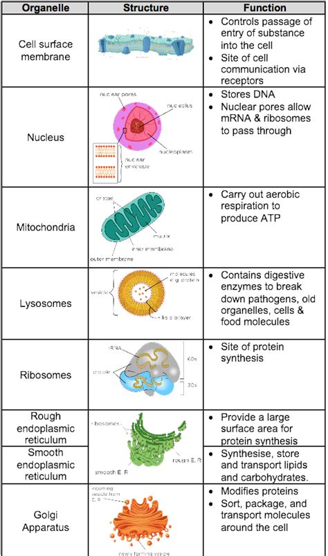 Read Online Eukaryotic Cell Organelles And Their Functions Answers 