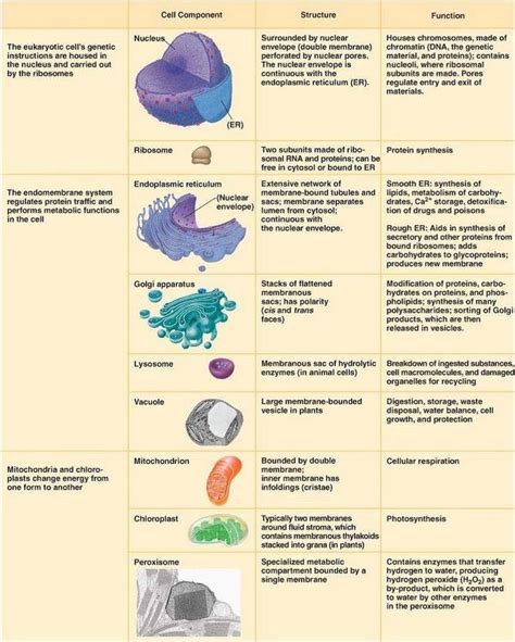 Read Online Eukaryotic Cell Organelles And Their Functions Answers 