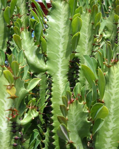 euphorbia cactus flower