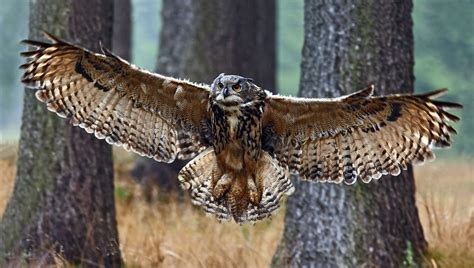 Eurasian Eagle Owl Wingspan