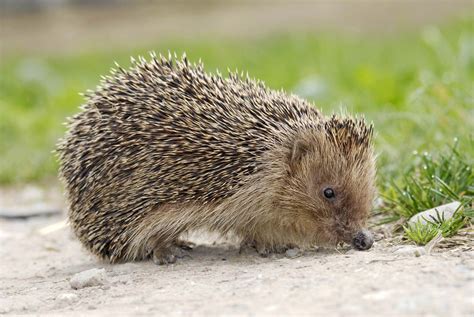 European Hedgehog Size