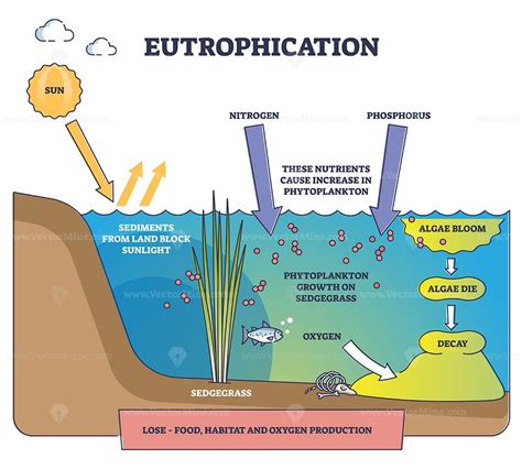 Eutrophication Meaning