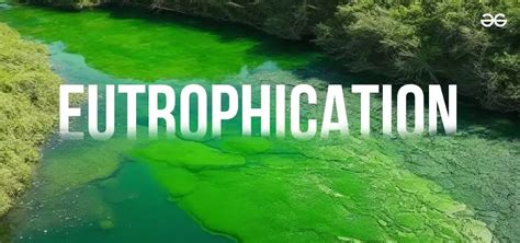 Eutrophication Pogil