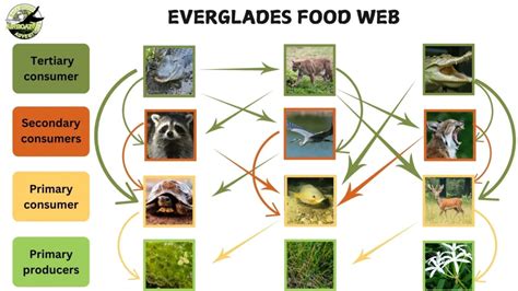 Everglades Ecosystem Algae