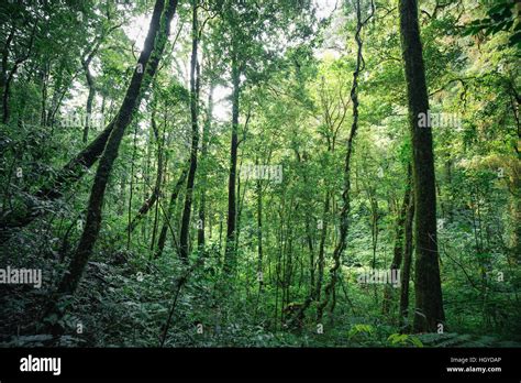 Evergreen Forest