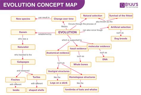 Evidence For Evolution Concept Map Flashcards Quizlet Evidence Of Evolution Maze Answer Key - Evidence Of Evolution Maze Answer Key
