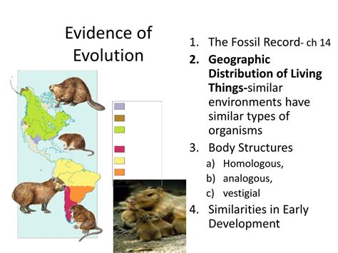 Evidence For Evolution Pogil