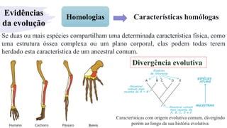 Evidencias Da Evolução