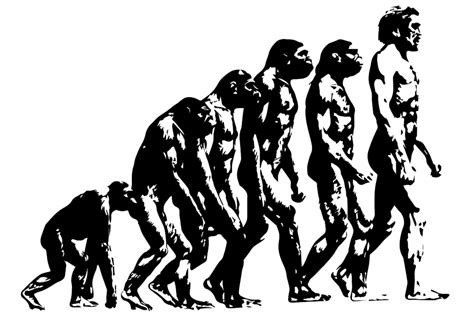 evolution engels