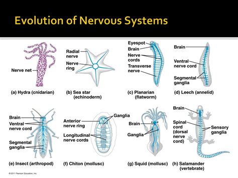 Evolution Of Nervous Systems Four Volume Set