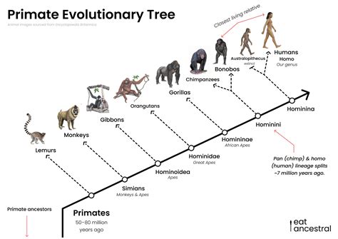 Evolutionary Changes In Primates Answer Key